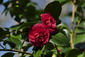 Camellia japonica Blood of China   